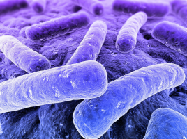 Clostridium difficile Infection: An Unintended Consequence of Antibiotic Use